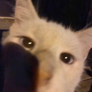 Meet your Posher, Mark